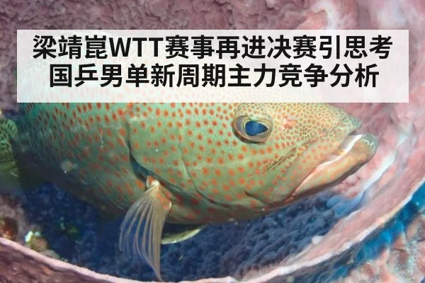 梁靖崑WTT赛事再进决赛引思考 国乒男单新周期主力竞争分析